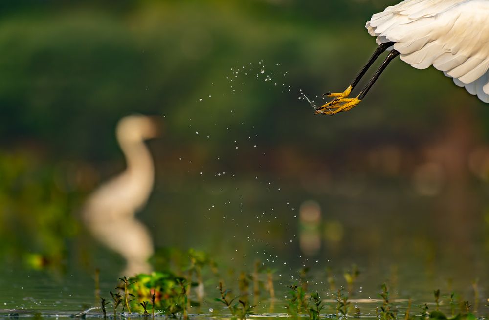 Photograph by Abhishek Pradhan