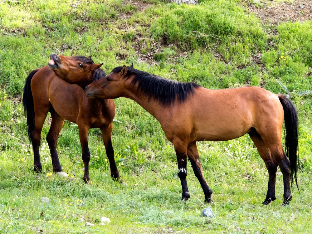 Photograph by Abdolreza Aleagha