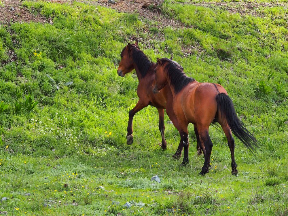 Photograph by Abdolreza Aleagha