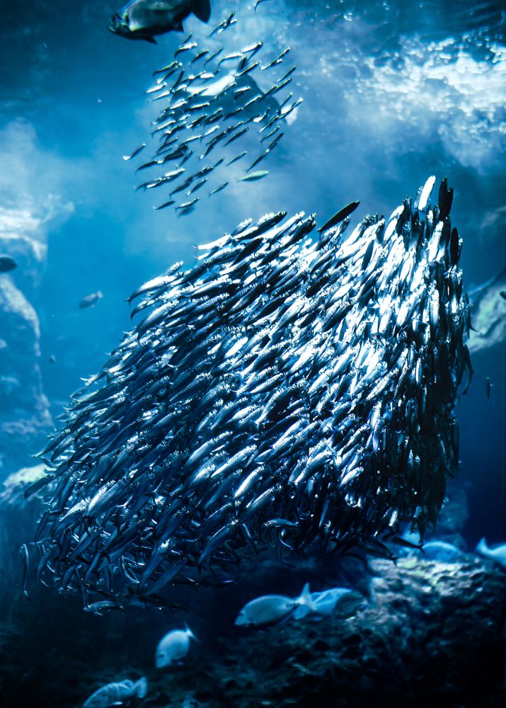 Фотография автора Uesan Aliace