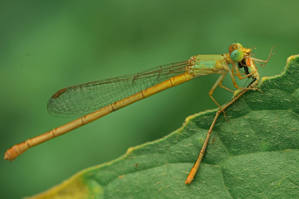 Cannibalism in Coromandel Marsh Dart