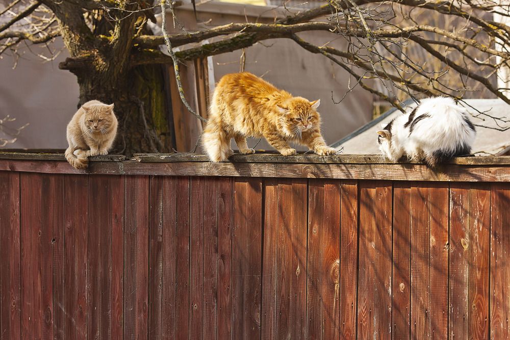 Фотография автора Лобанов Александр