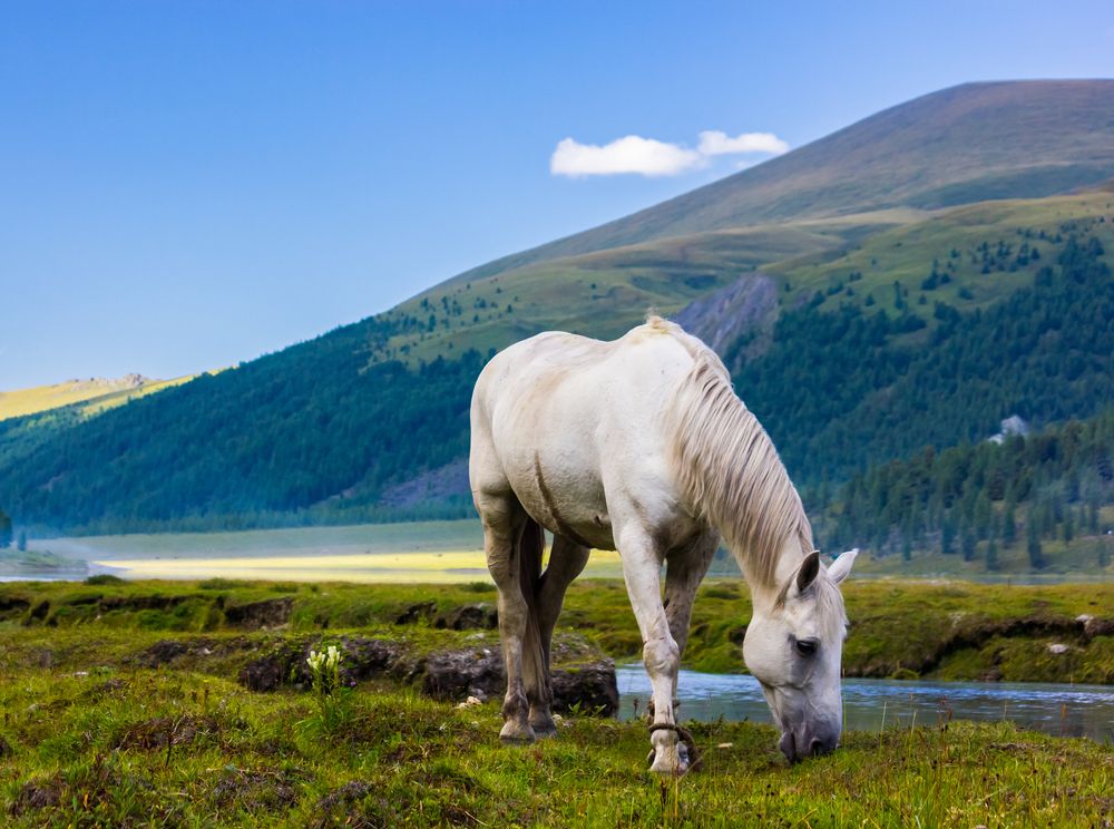 Фотография автора Алексей Соколов