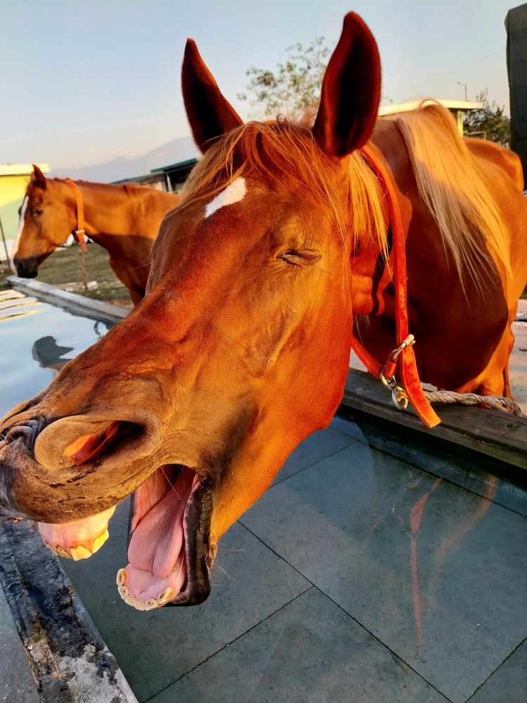 Photograph by Rahul Raman