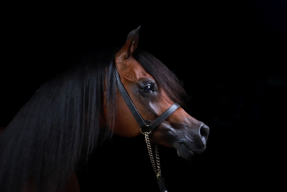 Photograph by Hadine elsaadi