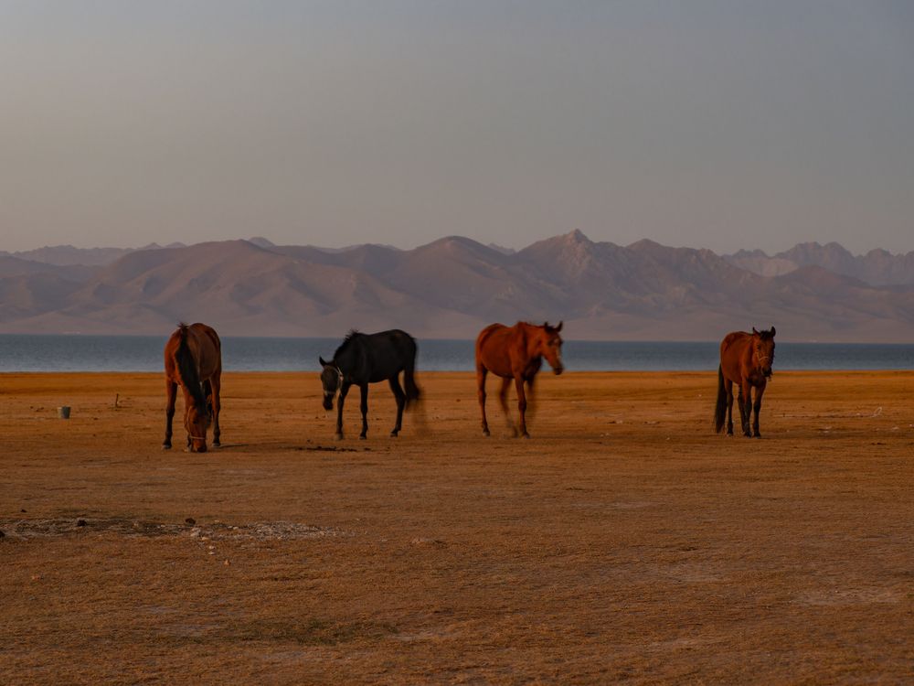 Озеро Сон-Куль. На закате.
