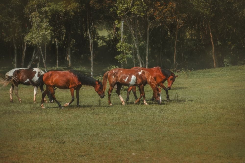 Photograph by Mauritânia Tavares
