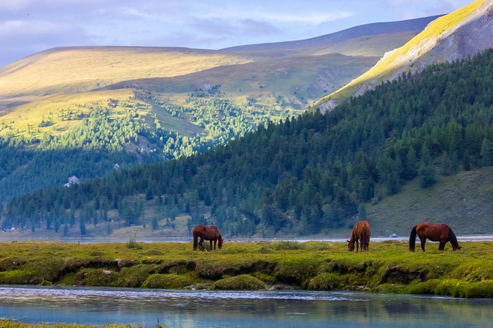 Фотография автора Алексей Соколов
