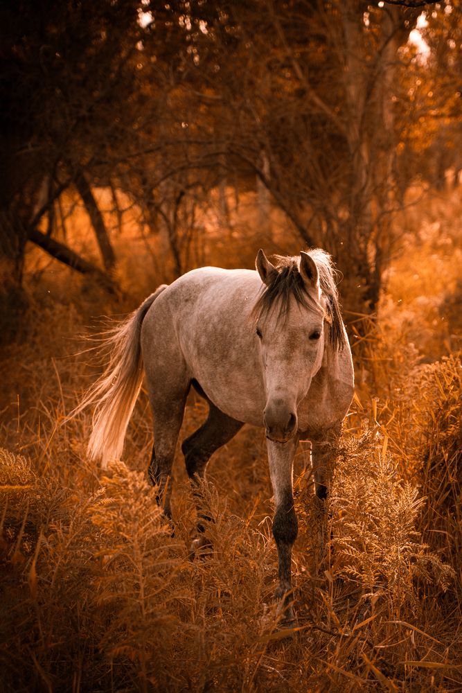 Photograph by Mohammad Mehdi Askari