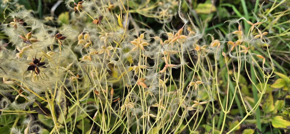 Photograph by Светлана Тропман