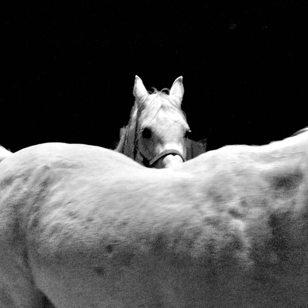 Photograph by Dario Meroni