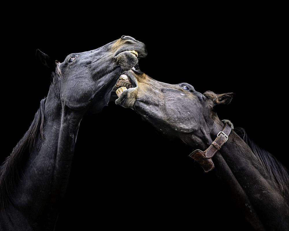 Фотография автора Ray Asiala