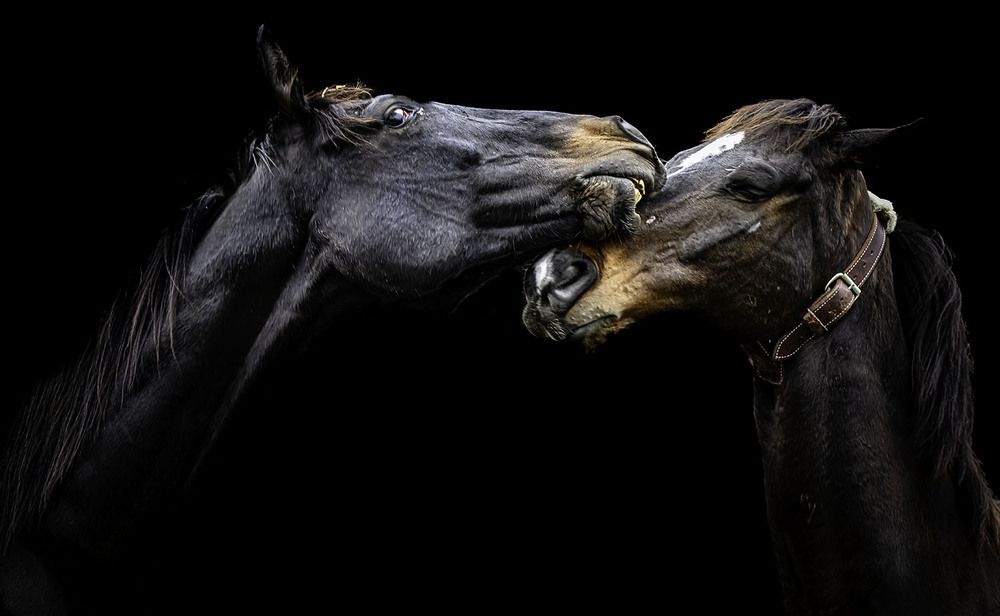 Фотография автора Ray Asiala