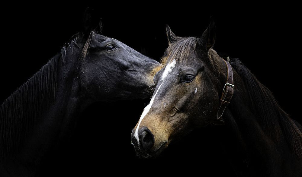 Фотография автора Ray Asiala