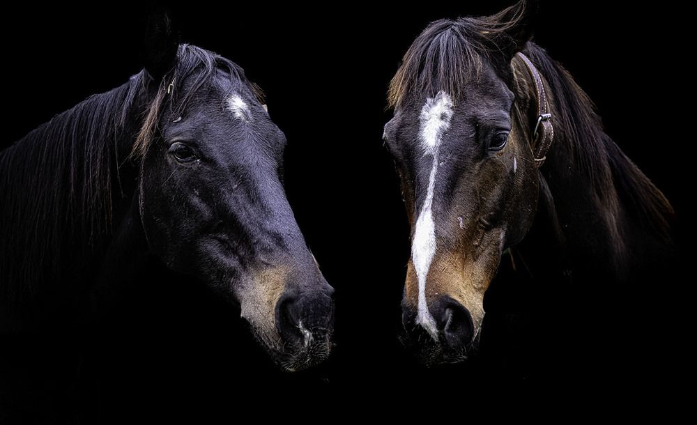 Фотография автора Ray Asiala