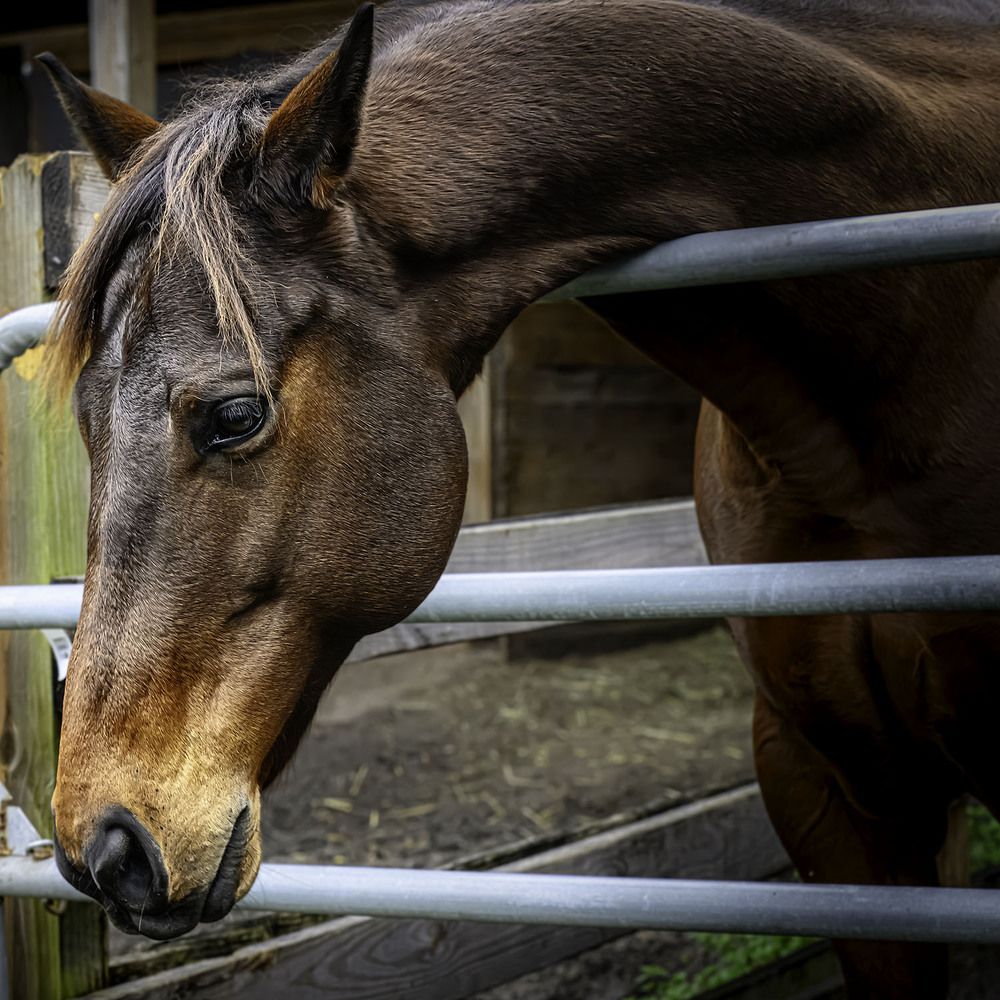 Фотография автора Ray Asiala