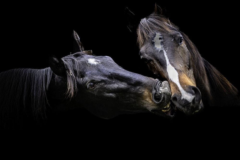 Фотография автора Ray Asiala