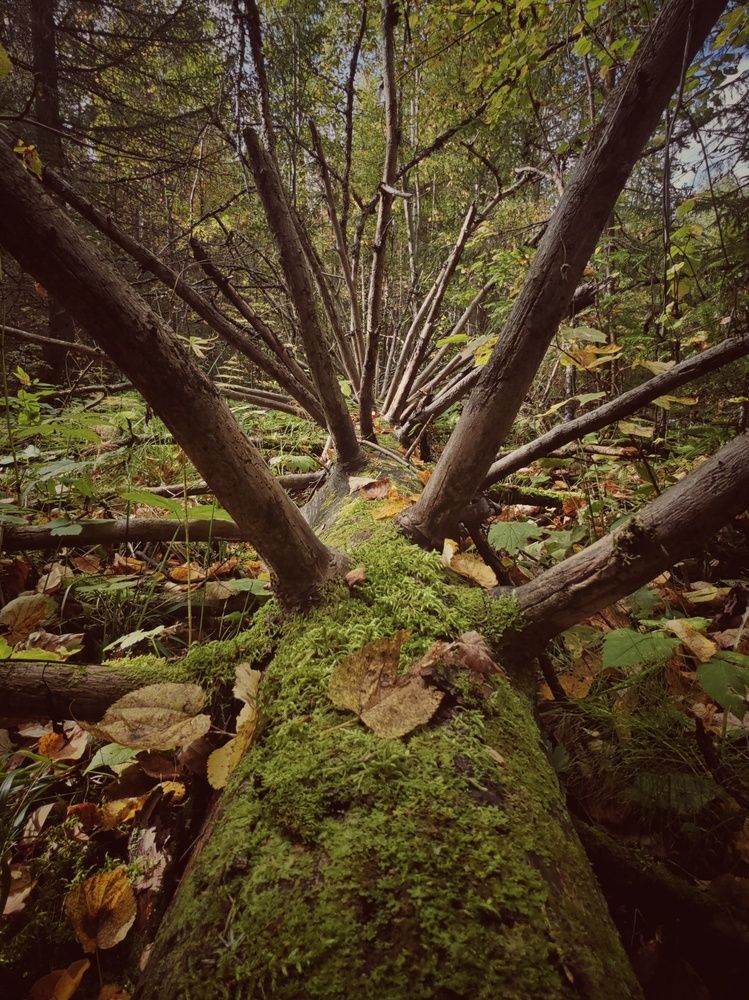 Photograph by Елена