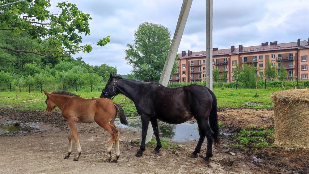 Photograph by Марийона Савоненко