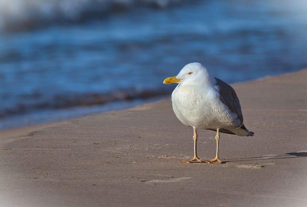 Photograph by Janis Serdienis