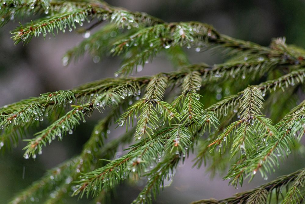 Photograph by Татьяна Жиркина