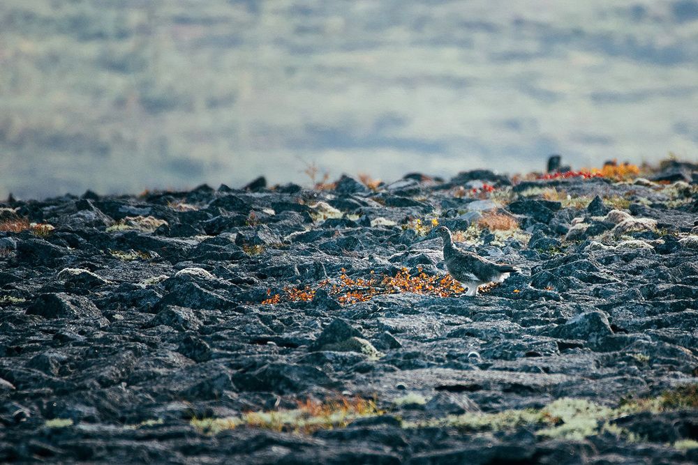 Фотография автора Коцюрба Татьяна