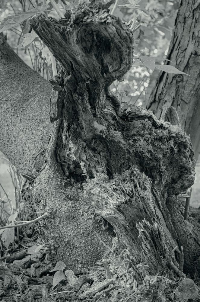 Tales of the Ural forest