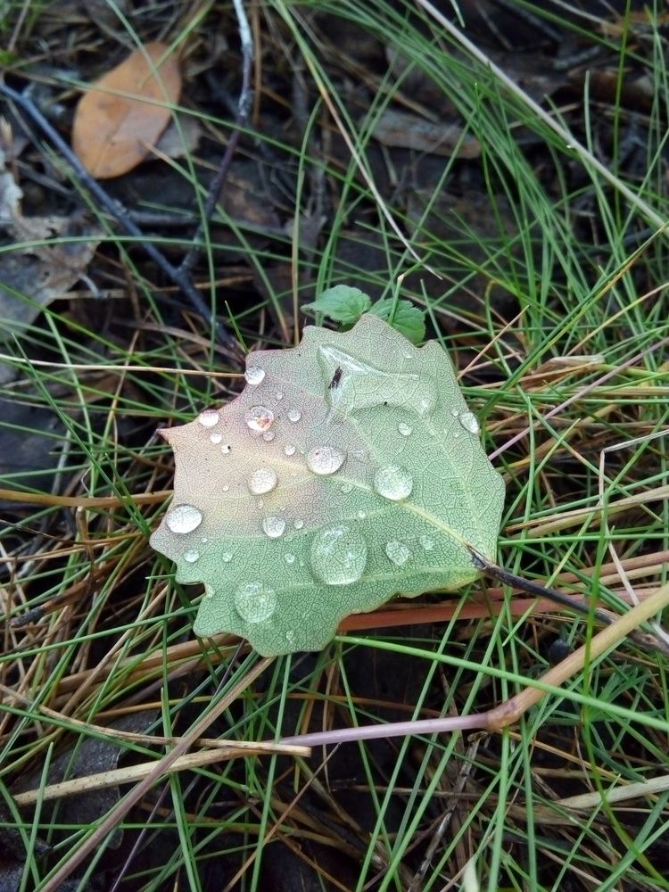 Photograph by Людмила Ковалева