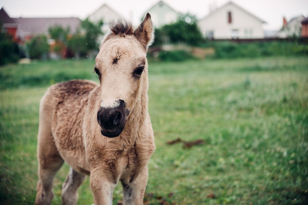 Жеребёнок