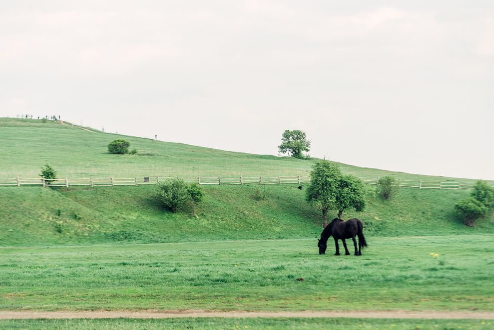 Зелень и чернь