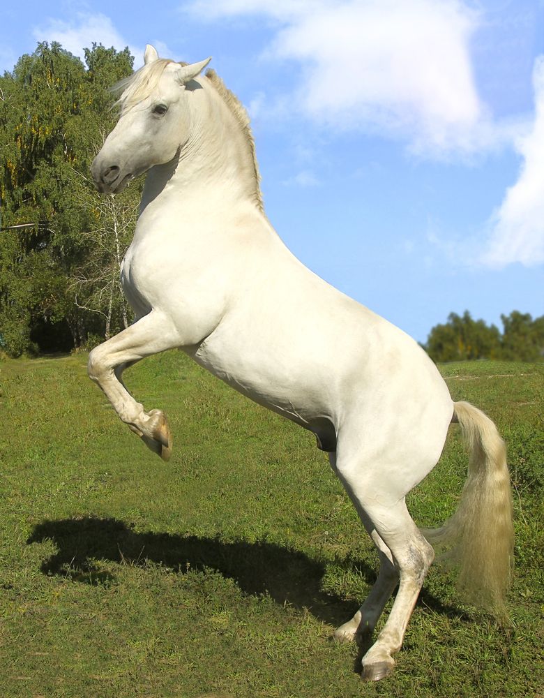 Фотография автора Andrey Pristyazhnyuk