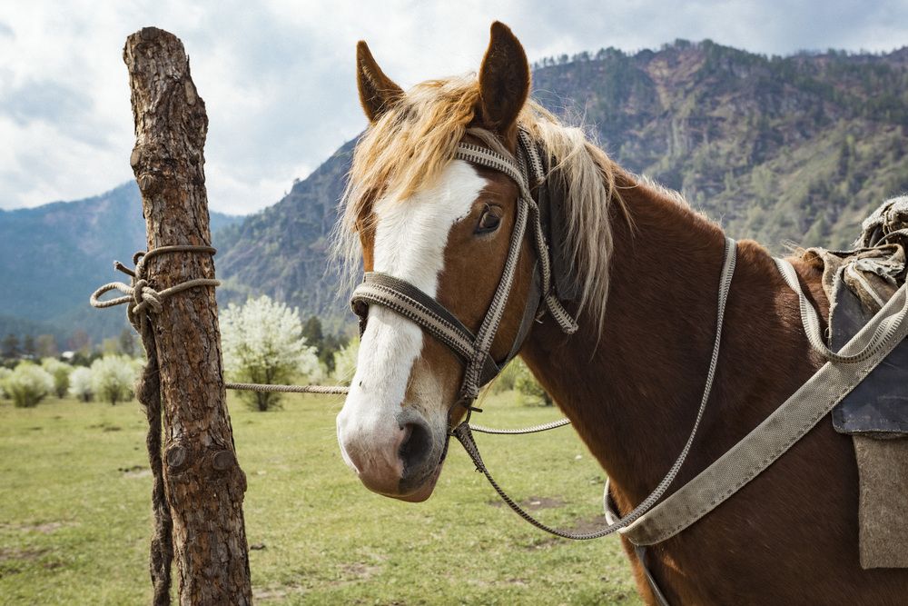 Photograph by ИРЕНА Цурпал