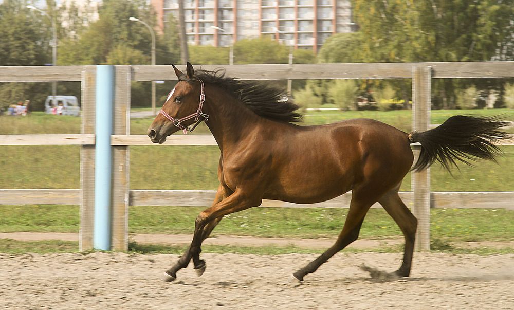 Фотография автора Andrey Pristyazhnyuk