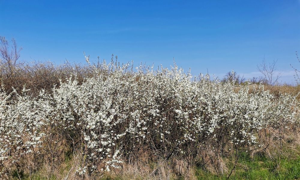 Фотография автора Ольга Давыдова