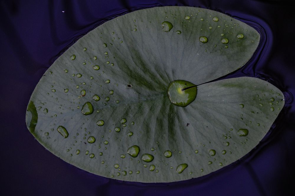 Photograph by Евгения Сапон