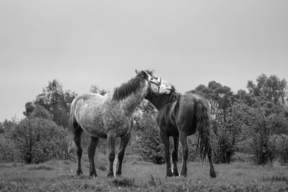 Photograph by Ольга Меурмишвили