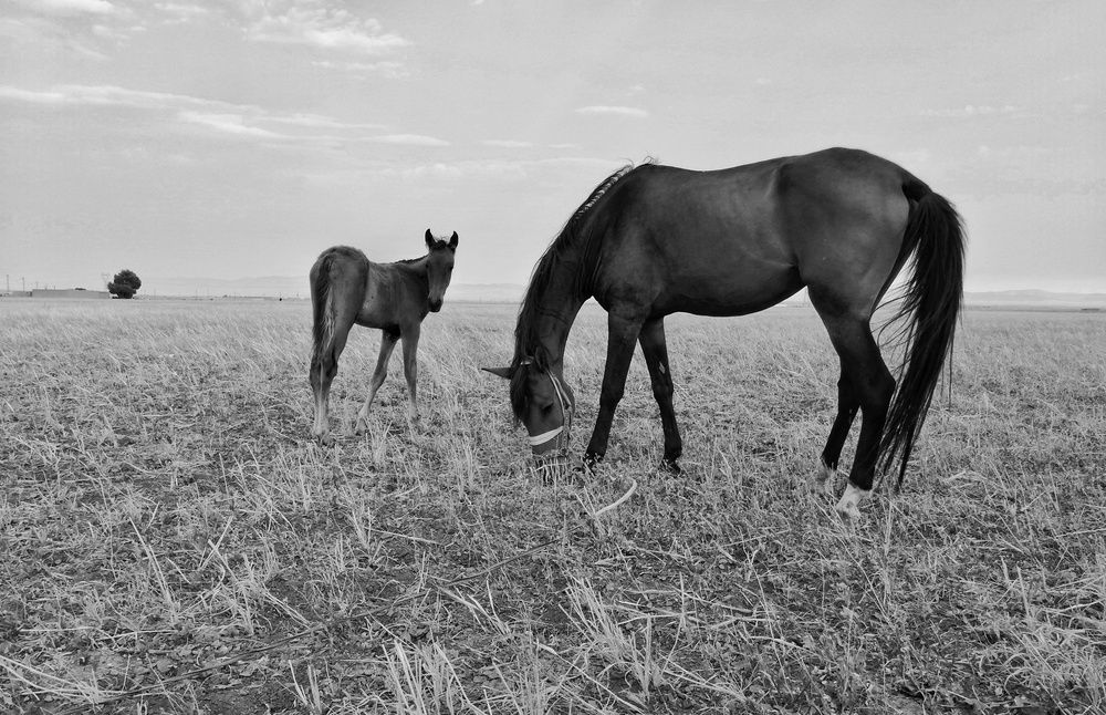 Photograph by Azzeddine Memmou