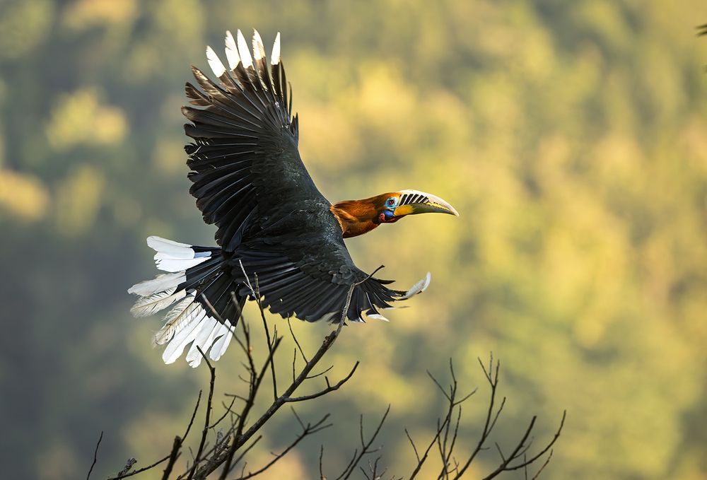 Фотография автора apurba Das