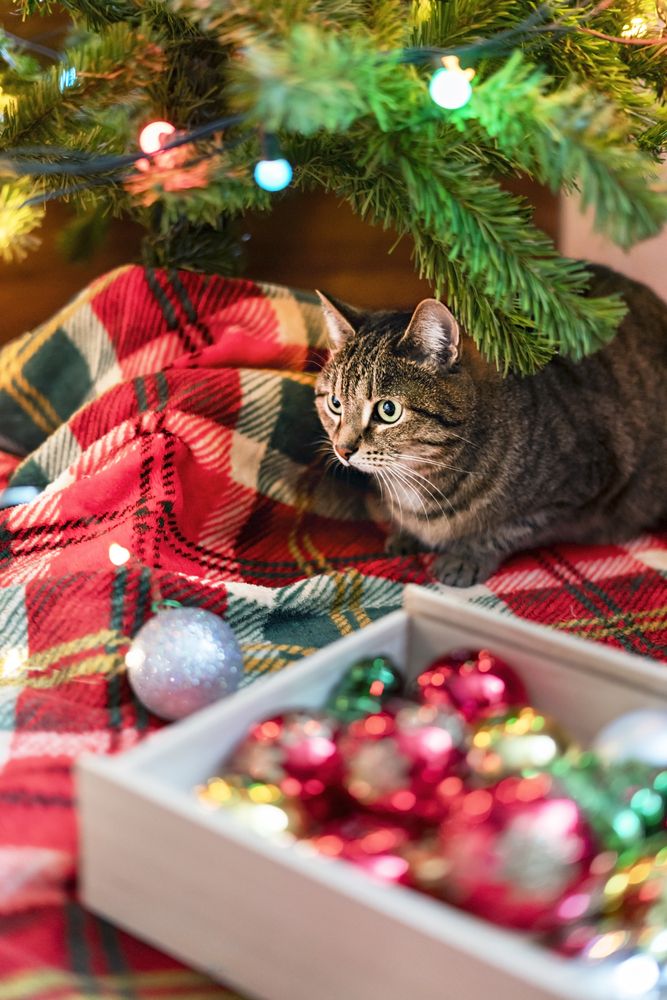 Photograph by Елена Гоосен