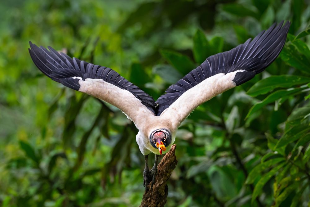 King Vulture