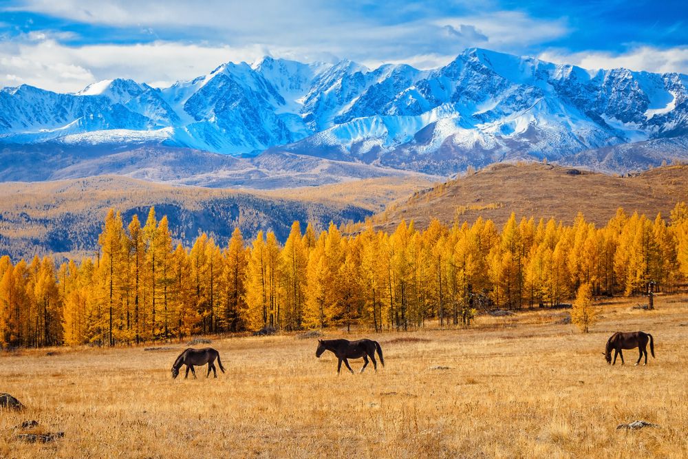 Фотография автора Галина Шепелева