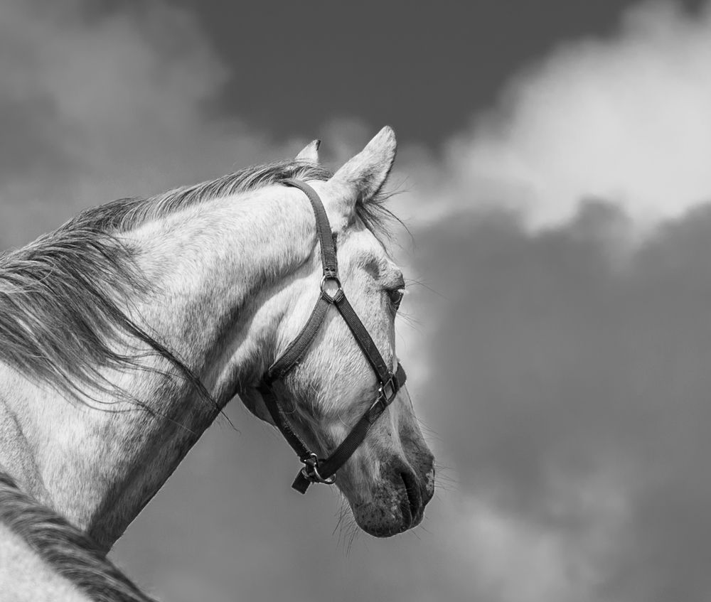 Фотография автора Анна Стрелковская