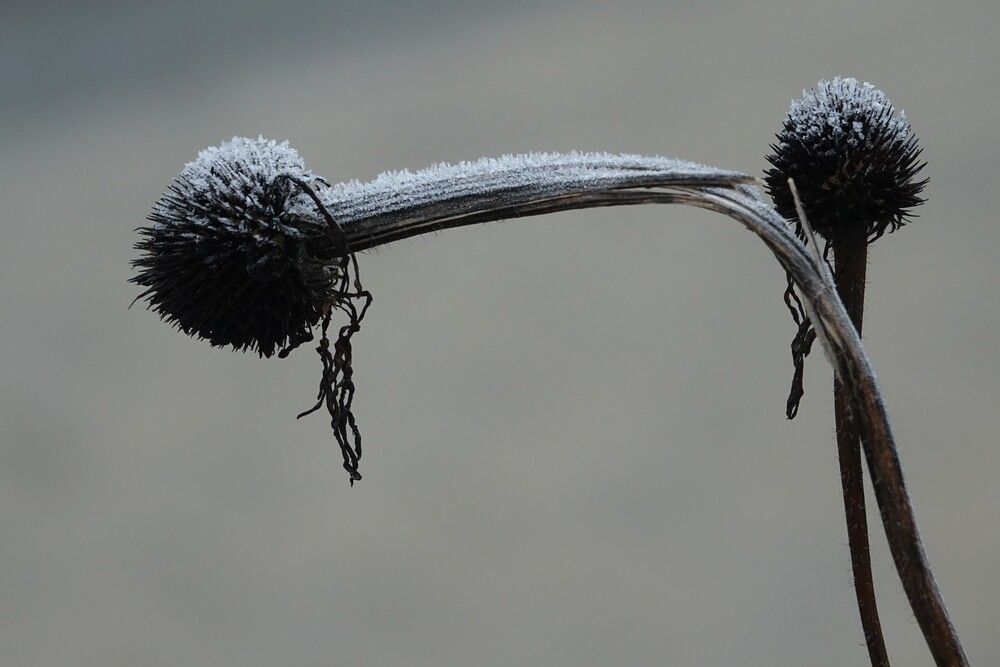 Photograph by jelena konickaja