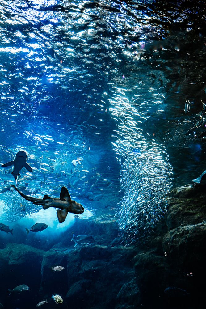 Фотография автора Uesan Aliace