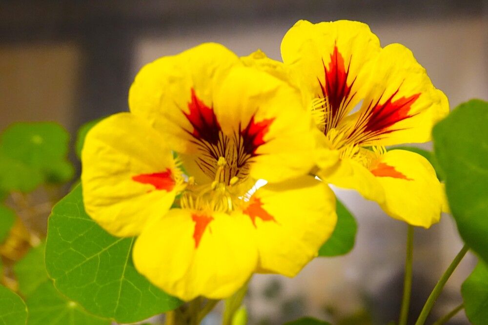 Photograph by jelena konickaja