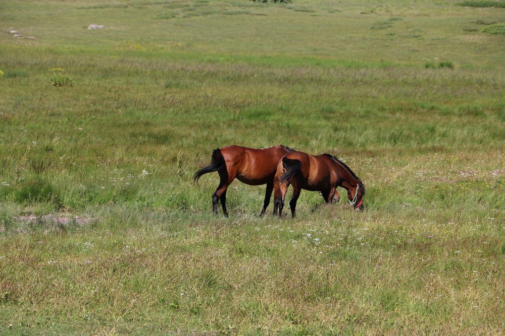 Photograph by Cengiz Yalcin