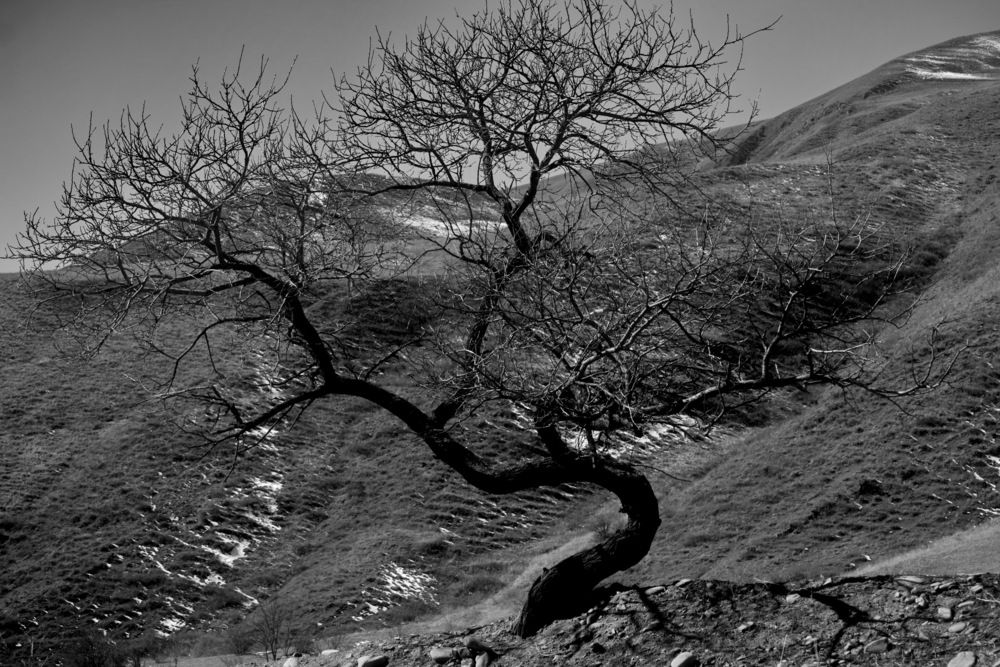 Шепот сухого дерева к снежной горе.