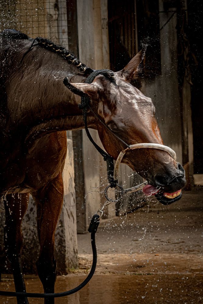 Фотография автора Silvina Sánchez