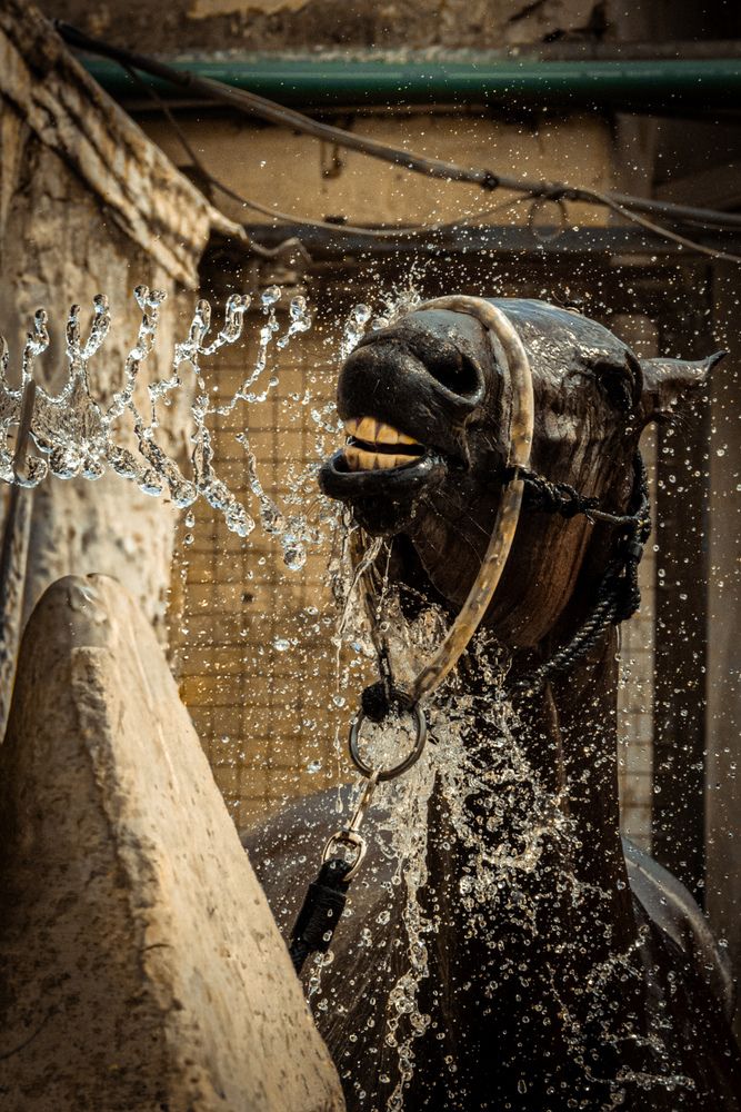 Фотография автора Silvina Sánchez