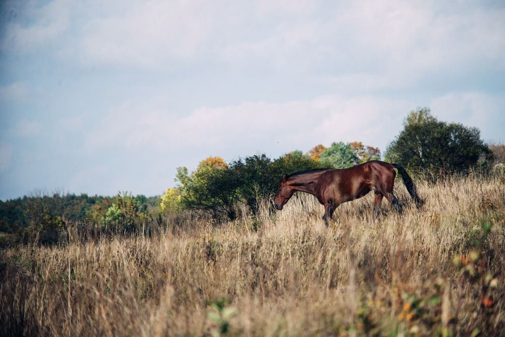 На пастбище
